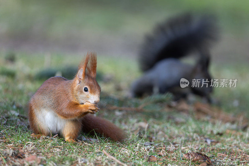 两只欧亚红松鼠(学名Sciurus vulgaris)在草地上